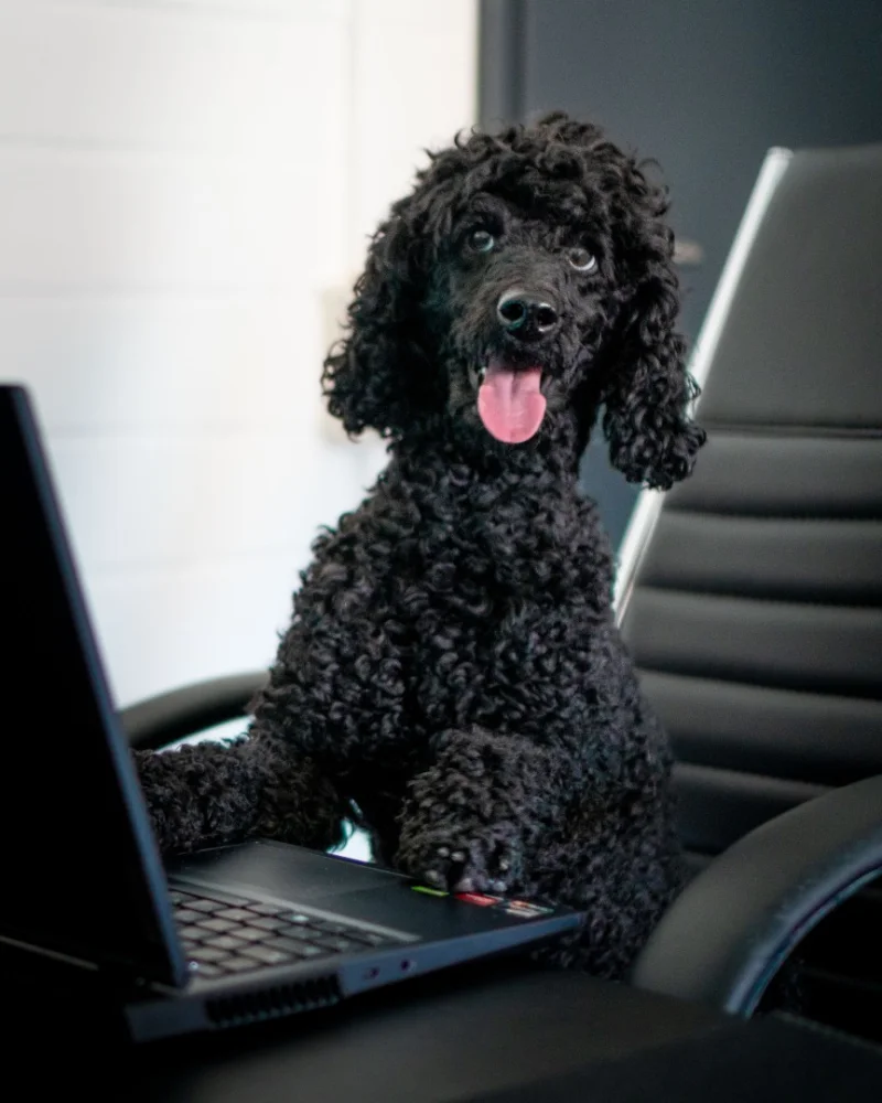 Ein schwarzer Pudel sitzt auf einem Bürostuhl und hat seine Pfoten auf der Tastatur eines Laptops.