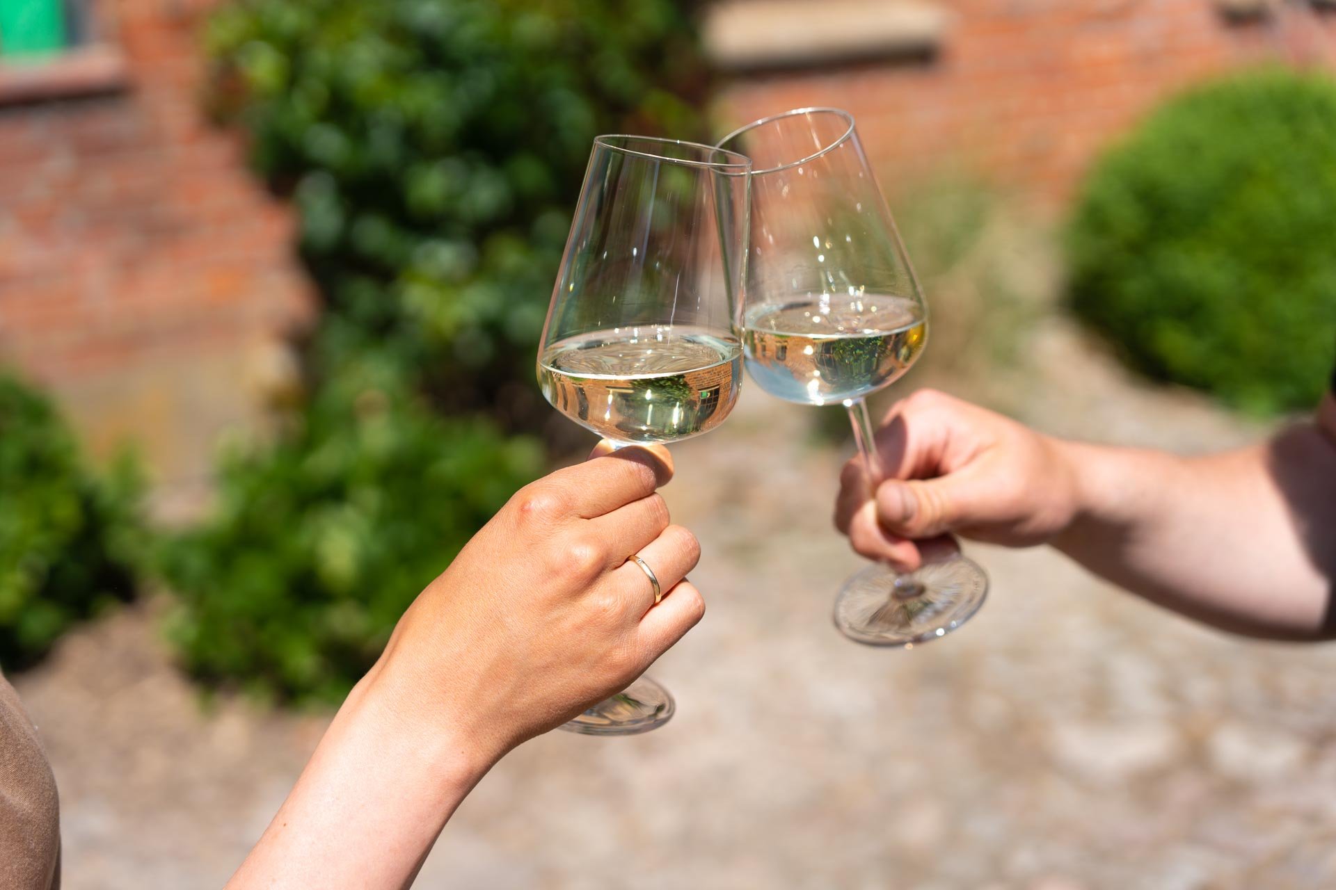 Zwei Hände stoßen mit Weingläsern mit weißem Wein an, unscharfer Hintergrund mit Backsteinmauer und Grünpflanzen.